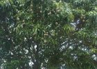 h Pago Pago (28)
